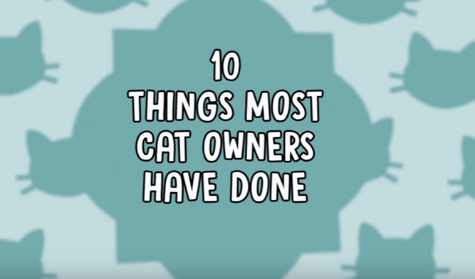10 Things Most Cat Owners Have Done